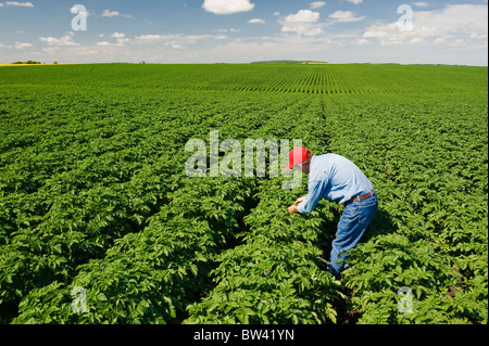 55 Jahre alter Bauer prüft den Zustand von seiner Mitte Wachstum Kartoffelfeld in der Nähe von Somerset, Manitoba, Kanada Stockfoto