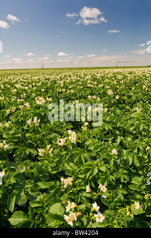 Kartoffelfeld mit Center Pivot-Bewässerung-System im Hintergrund in der Nähe von Somerset, Manitoba, Kanada Stockfoto