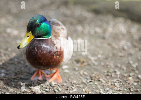 Männliche Stockente am Seeufer Stockfoto