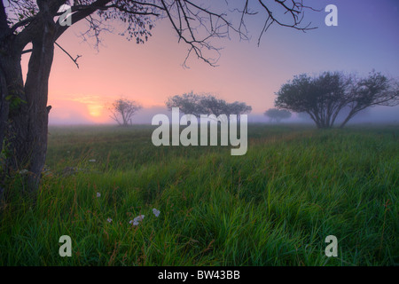 Wildblumen auf einer nebligen Weide in Zentral-Alberta Stockfoto