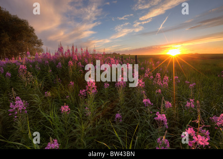 Prairie Wildblumen während des Sonnenuntergangs in Zentral-Alberta Stockfoto