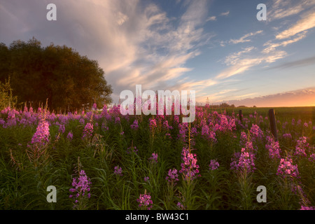 Prairie Wildblumen auf einem Bauernhof im ländlichen Alberta bei Sonnenuntergang Stockfoto