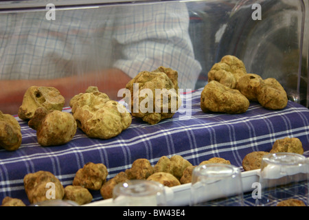 Weißen Trüffeln auf dem display Stockfoto