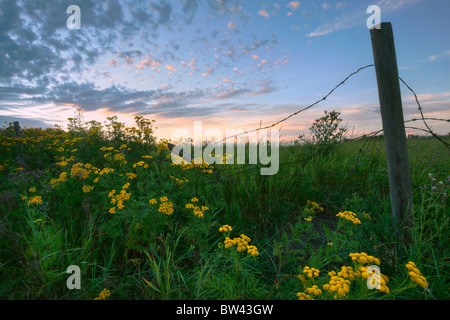 Ein Sommer-Abendhimmel mit gelben Rainfarn Blüten und Stacheldrahtzaun auf einer Farm in Zentral-Alberta Stockfoto