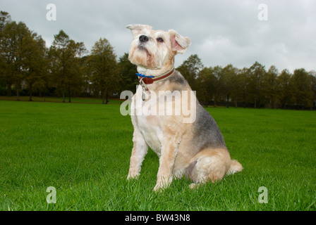 Eine bärtige Collie zu überqueren, die 8 Jahre alt, genannt Schatten ist. Stockfoto