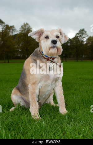 Eine bärtige Collie zu überqueren, die 8 Jahre alt, genannt Schatten ist. Stockfoto