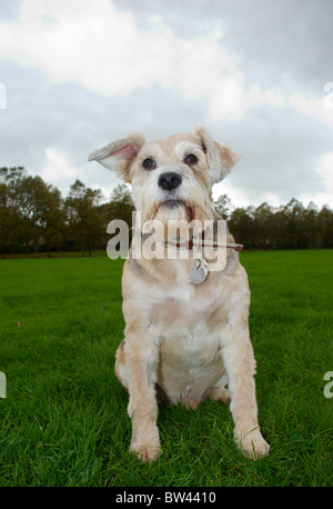 Eine bärtige Collie zu überqueren, die 8 Jahre alt, genannt Schatten ist. Stockfoto