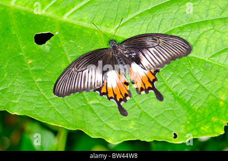 Gemeinsamen Mormone Schmetterling Papilio polytes Stockfoto