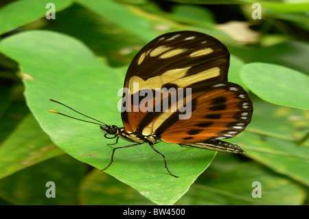 Ismenius Tiger Schmetterling Heliconius ismenius Stockfoto