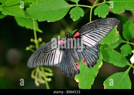 Scharlachroter Schwalbenschwanz Schmetterling (Papilio Rumanzovia) bei Stratford Schmetterlingsfarm, Stratford Warwickshire, England, UK Stockfoto