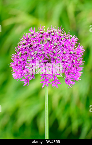 Allium 'Purple Sensation' genommen in Calderstones Park, Liverpool, Merseyside, England, Vereinigtes Königreich Stockfoto