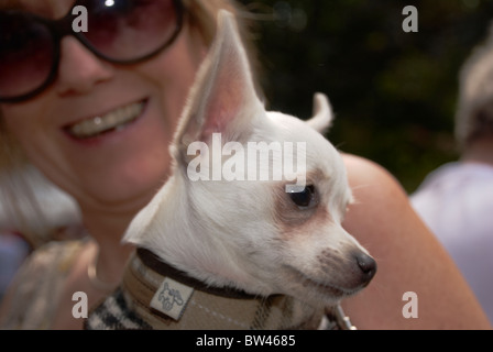 Chihuahua von seinem Besitzer bei The Pink Dog Show in Manchester 2010 statt. Stockfoto