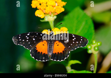 Crimson Patch Schmetterling (Chlosyne Janais) am Schmetterlingsfarm-upon-Avon, Warwickshire, England, Vereinigtes Königreich Stockfoto