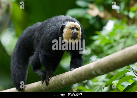 White-faced Saki (Pithecia Pithecia). In Gefangenschaft, Singapur Zoo Stockfoto