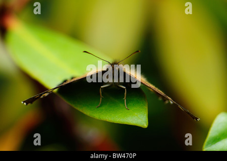 Gesprenkelte Holz Schmetterling (Pararge Aegeria) genommen in Calderstones Park, Liverpool, Merseyside, England, Vereinigtes Königreich Stockfoto