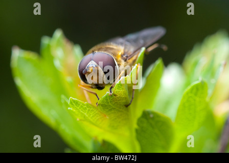 Hoverfly (Syrphidae-Familie) auf den Blättern. Lake District, England. Stockfoto