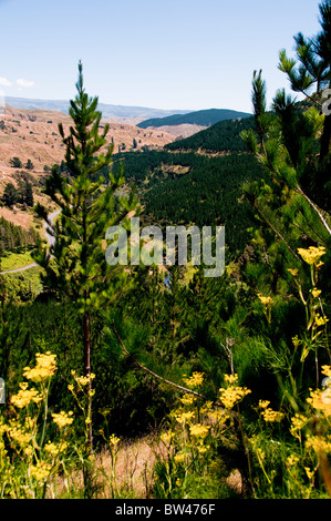 Devils Elbow, in der Nähe von Napier, Route 106 Norden, Nordinsel, Neuseeland Stockfoto