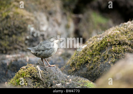 Juvenile Dipper-Cinclus Cinclus Seenplatte UK Stockfoto