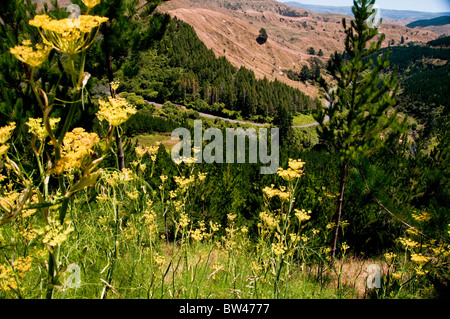 Devils Elbow, in der Nähe von Napier, Route 106 Norden, Nordinsel, Neuseeland Stockfoto