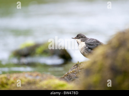 Juvenile Dipper-Cinclus Cinclus Seenplatte UK Stockfoto