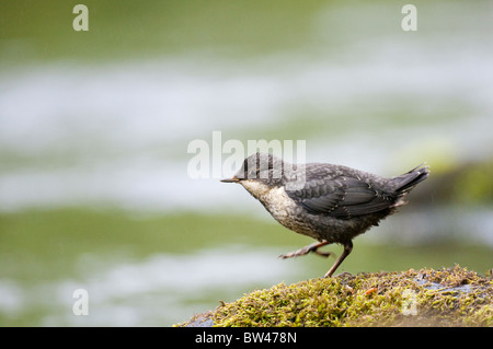 Juvenile Dipper-Cinclus Cinclus Seenplatte UK Stockfoto