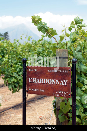 Schild mit Art der Trauben (Chardonnay) und Datum gepflanzt Delaire Wine Estate, Stellenbosch, Südafrika. Stockfoto