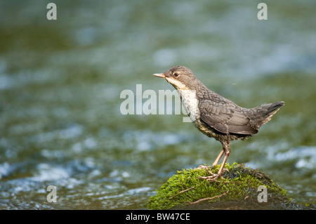 Juvenile Wasseramseln (Cinclus Cinclus). Lake District, England. Stockfoto