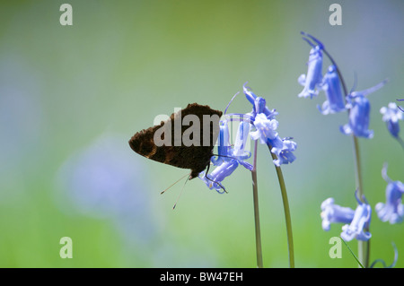 Tagpfauenauge, Inachis Io, ruht auf Glockenblumen. Seenplatte, UK. Stockfoto