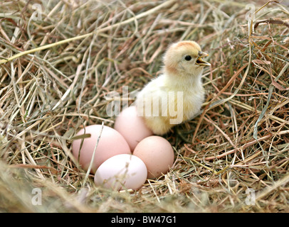 frisch geschlüpfte Küken vier ungeschlüpfte Eier Stockfoto