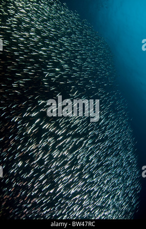 Eine Dicke Schule von Köderfischen, allgemein bekannt als Ährenfischartige, schwimmt wie eine silberne Mauer entlang einem Korallenriff im Osten Indonesiens. Stockfoto