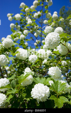Schneeballbaum (viburnum opulus, Pohjan neito, caprifoliaceae) blüht, Finnland Stockfoto