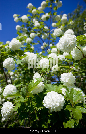 Schneeballbaum ( viburnum opulus roseum , Pohjan neito , caprifoliaceae ) blühend , Finnland Stockfoto