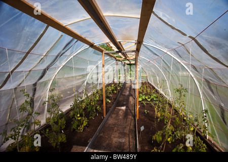 Interieur aus einem einfachen hausgemachte Kunststoff abgedeckt Gewächshaus, Finnland Stockfoto