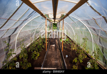 Interieur aus einem einfachen hausgemachte Kunststoff abgedeckt Gewächshaus Tomaten und anderes Gemüse, Finnland angebaut Stockfoto
