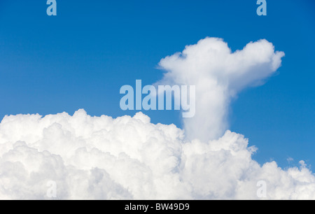 Updraft aus Cumulus Wolke bildet eine Hundekopfform zum Himmel, Finnland Stockfoto