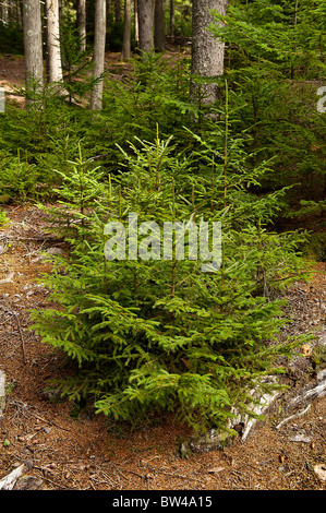 Sämling Nadelbäume, ziemlich Marsh, Acadia NP, Maine, USA Stockfoto