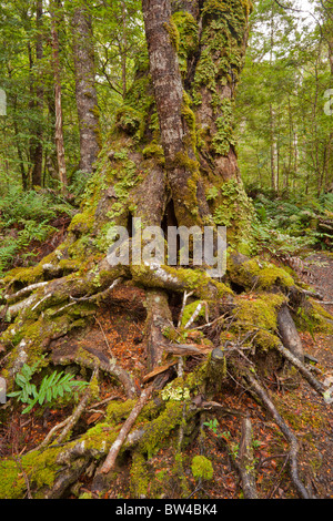 Moos bedeckte Bäume in einem Myrtle Wald in der Nähe von Ralphs fällt, Mount Victoria Forest Reserve Stockfoto