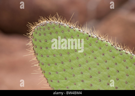 Giant Prickly Pear Cactus (Opuntia Echios Zacana) auf North Seymour Island in den Galapagos-Inseln. Stockfoto