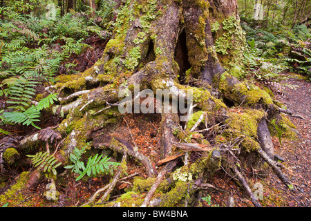 Moos bedeckte Bäume in einem Myrtle Wald in der Nähe von Ralphs fällt, Mount Victoria Forest Reserve Stockfoto