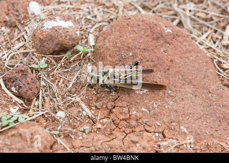 Große bemalte Locust (Schistocerca Melanocera), koppeln Paarung auf North Seymour Island, Galapagos. Stockfoto