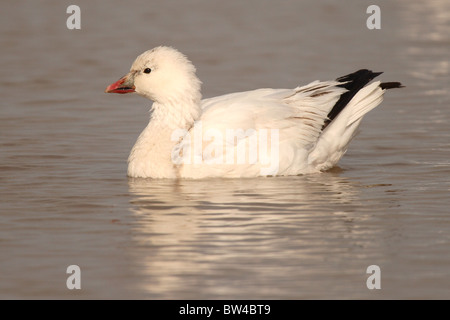 Ein Ross Gans Porträt auf dem Wasser. Stockfoto