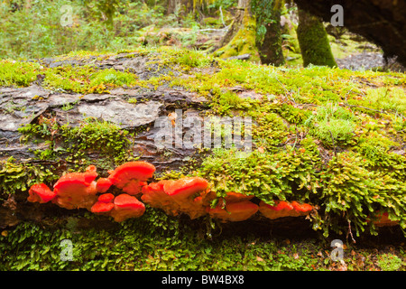 Rote Pilze auf einem Baumstamm Moos bedeckt im Tasmanischen Myrtle Wald in der Nähe von Ralphs fällt Stockfoto