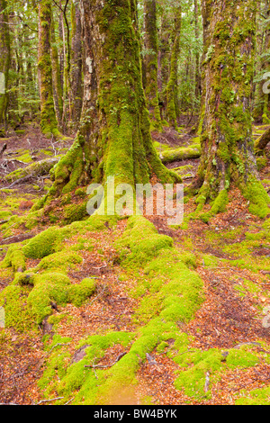 Moos bedeckt Bäume in einem Myrtle Wald in der Nähe von Ralphs fällt Stockfoto