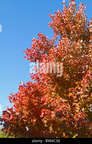 Einen roten Ahorn (Acer Rubrum) an einem klaren Himmel der Herbstsaison in SC, USA. Stockfoto