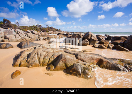 Roten Flechten bedeckt Felsen am Strand von Bridport im nördlichen Tasmanien Stockfoto