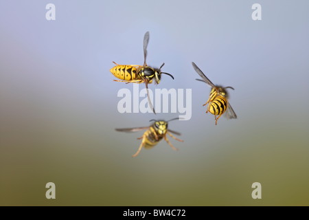 Gemeinsamen Wespe (Vespula Vulgaris) - Gruppe im Flug Stockfoto