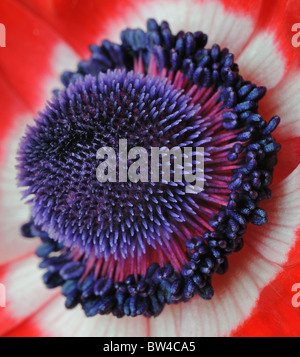 Blume Coronaria Zentrum (Anemone) - Butterblume - Makro Bild Stockfoto