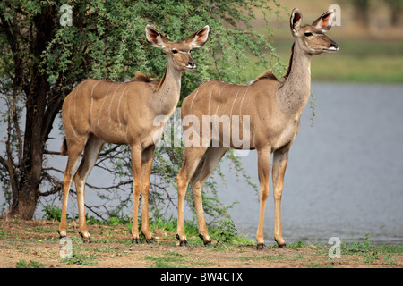 Zwei weibliche Kudu Antilope (Tragelaphus Strepsiceros), Südafrika Stockfoto