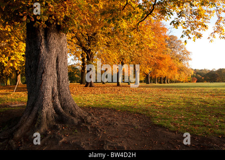 Herbstfarben in Abington Park Northampton Stockfoto