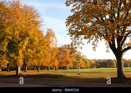 Herbstfarben in Abington Park Northampton Stockfoto